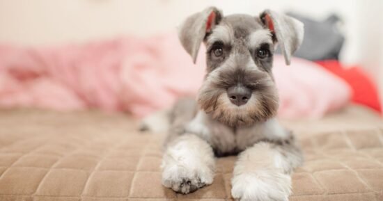 3 dog breeds who are content to be left on their own