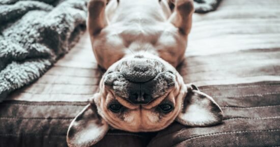 Drug traffickers nabbed after sending photo of pet French Bulldog ordered to pay $1.4 million