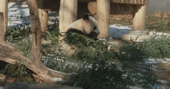 Pandas make their debut at D.C.’s National Zoo