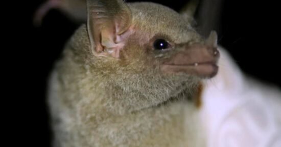 Endangered Mexican long-nosed bats now being tracked via “eDNA” using their saliva