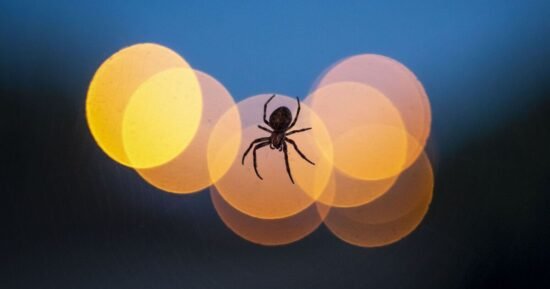 One change to your garden lights can stop attracting spiders