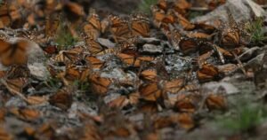 Flight of the Monarchs | Sunday on 60 Minutes