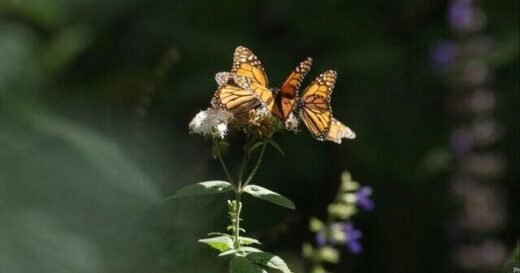 Inside the monarch butterfly migration mystery: flying to Mexico from Canada, the U.S.