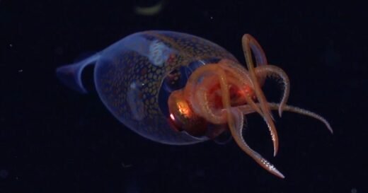 Colossal squid caught on video for first time, seen swimming nearly 2,000 feet below ocean’s surface