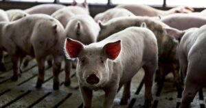 Agriculture isn’t nearing trade war tariffs crisis — ‘it is a full-blown crisis already’ farmers say