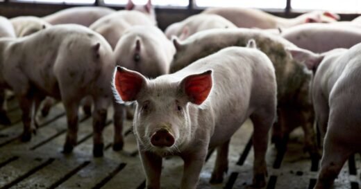 Agriculture isn’t nearing trade war tariffs crisis — ‘it is a full-blown crisis already’ farmers say