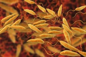 Leishmaniasis | Yellow Book | CDC