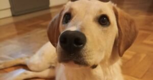 Three-legged Labrador beats odds to survive – but needs home