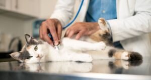Cat owner’s advice to others after spotting symptom of deadly condition