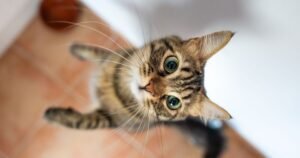 Seven in 10 cat owners believe their pet genuinely loves them, study finds