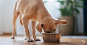 Dog nutritionist recommends adding one herb into pet’s diet