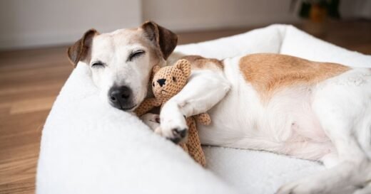 How much sleep your dog really needs – it’s more than you think