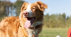 Your dog’s ‘smile’ could be early sign of health issue
