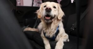 Car experts discover ‘best’ vehicle if you have a dog