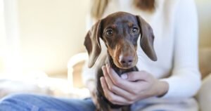 Killer dog condition needs treatment ‘within 1 hour’ – vet