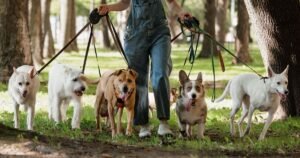 Behaviourist names three dog breeds first-time owners should avoid