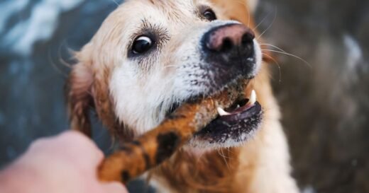 Vet warns dog owners over ‘fatal’ habit when throwing sticks