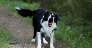 Dog behaviourist shares ‘worst thing’ to do when dog barks