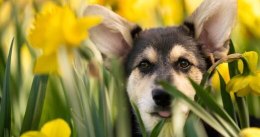 Expert says never do this if your dog is stung by a bee