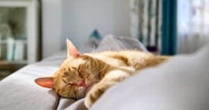 Top 10 things every potential cat and dog owner should know