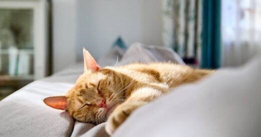 Top 10 things every potential cat and dog owner should know