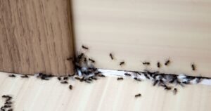 The unexpected kitchen scrap that ‘repels’ ants – and you probably throw it away daily