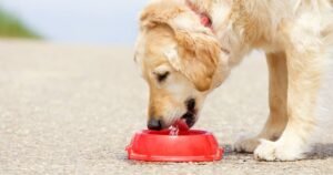 Vet nurse urges dog owners to stop letting pets drink this