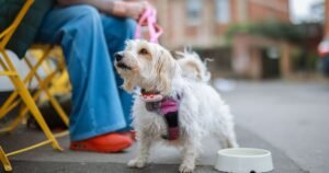 Dogs should ‘never’ drink from specific bowl, expert alerts