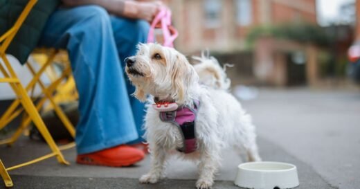 Dogs should ‘never’ drink from specific bowl, expert alerts