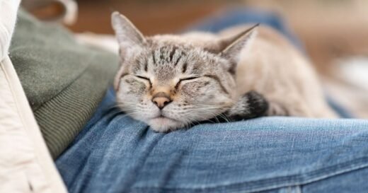 Sweet reason cats sleep on you – not because you’re warm