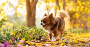 Animal expert says two dog behaviours may not mean what you think