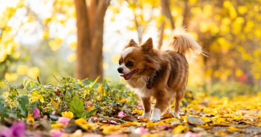 Animal expert says two dog behaviours may not mean what you think