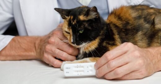 Vet shares three things pet owners can do to ‘prolong cat’s life’