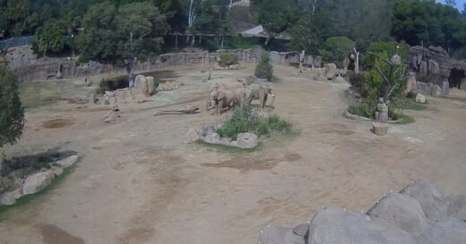 Video shows elephants at San Diego Zoo Safari Park race to protect their young during earthquake