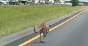 Escaped kangaroo named Sheila shuts down interstate, causes crash in Alabama: “We see a little bit of everything here”
