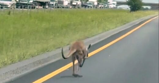 Escaped kangaroo named Sheila shuts down interstate, causes crash in Alabama: “We see a little bit of everything here”