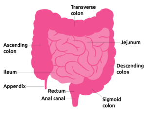 Intestine – OPTN