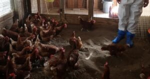 CDC and California offer $25 gift cards to encourage bird flu testing