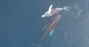 How whales and their microscopic neighbors help fight fossil fuel pollution