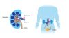 Kidney – OPTN