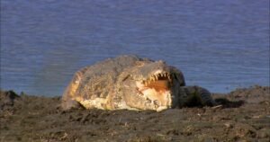 Gorongosa | 60 Minutes Archive