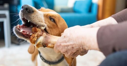 Vet shares vital advice to dog owners about one type of food