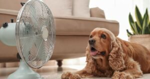 Keep your dog cool in hot weather with ‘best’ method requiring 1 item