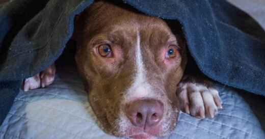 5 easy methods pet owners can use to ‘calm a dog’s anxiety’
