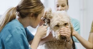 Six signs you shouldn’t ignore signalling your pet needs to go to the vet
