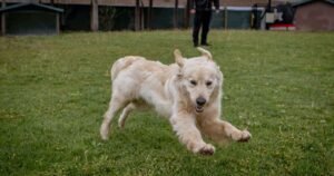 Dog trainer shares five things that will improve behaviour instantly