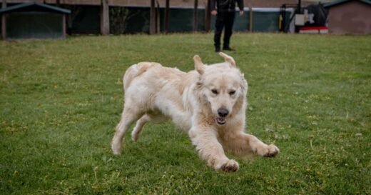 Dog trainer shares five things that will improve behaviour instantly