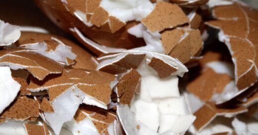 Mixing eggshells with 1 ingredient makes them ‘great for gardens’