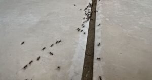 Ants will flee from your kitchen if you use this ‘miracle’ 30p fruit