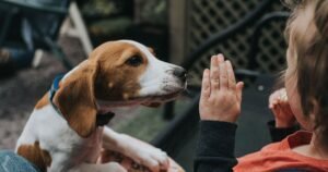 Puppy trainer shares easy method to stop dogs from jumping